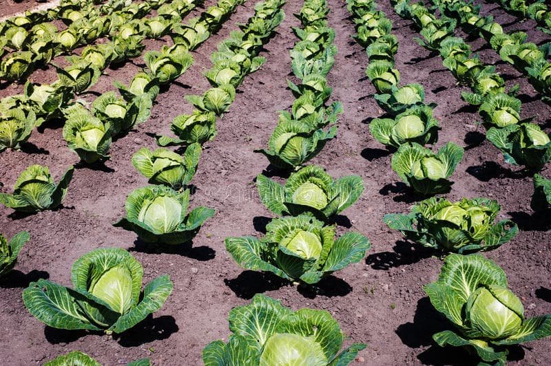 Cabbage head packaged