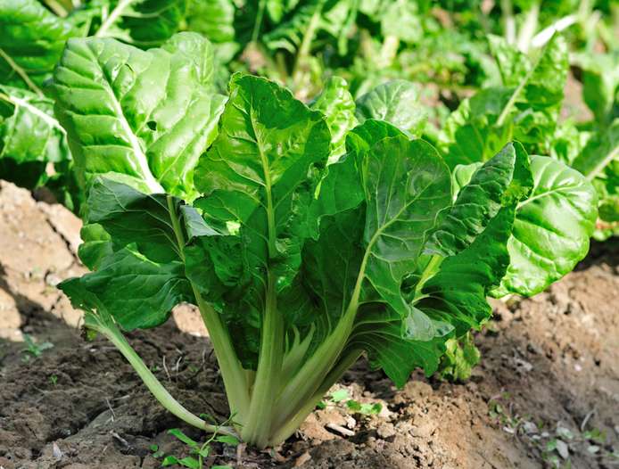 Fordhook Giant Swiss Chard Spinach Seeds